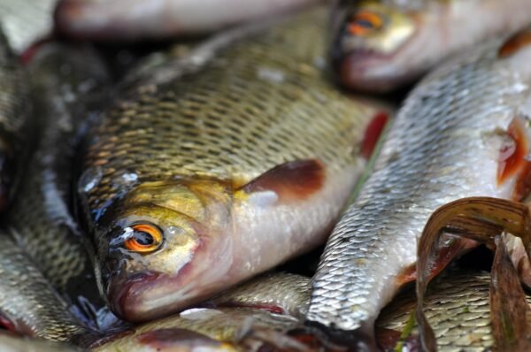 🐟 Fresh Cut Desi Fish